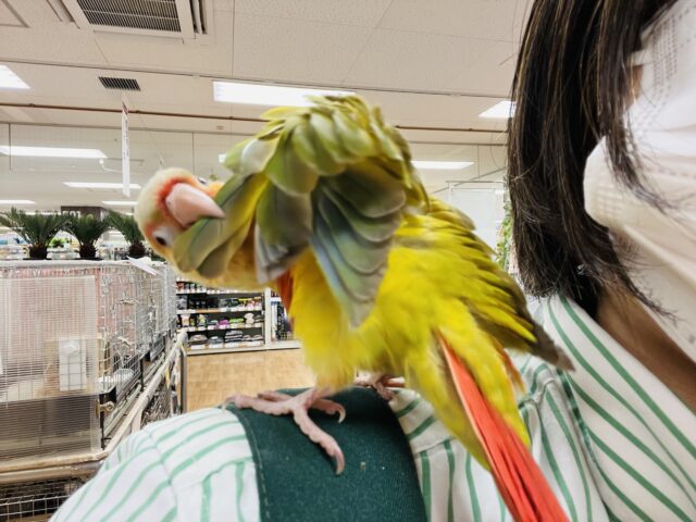 ホオミドリウロコインコ