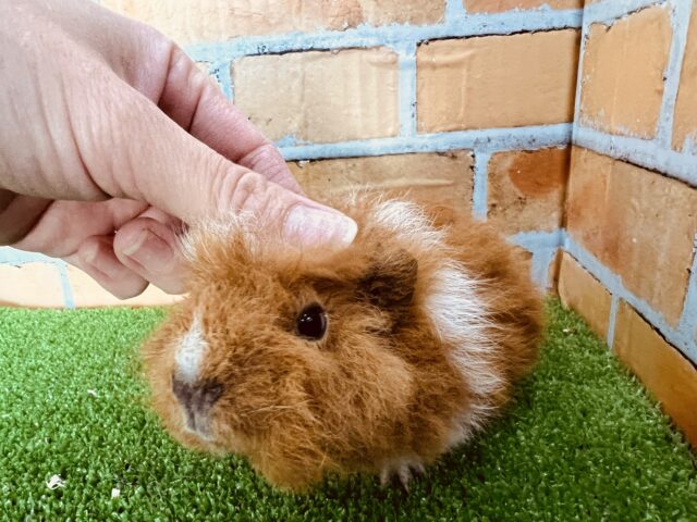 テディモルモット