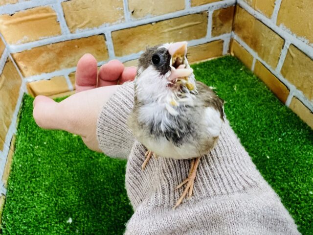 十姉妹（ジュウシマツ）