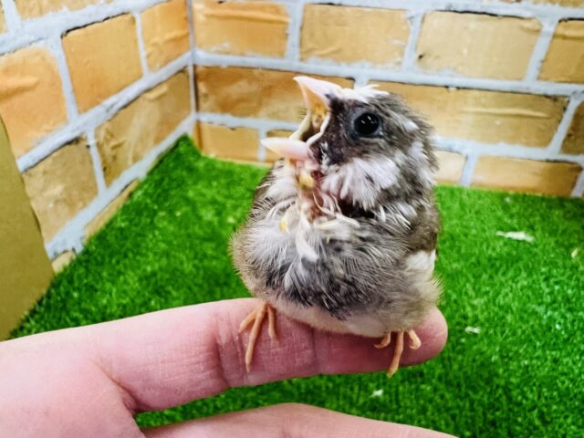 十姉妹（ジュウシマツ）