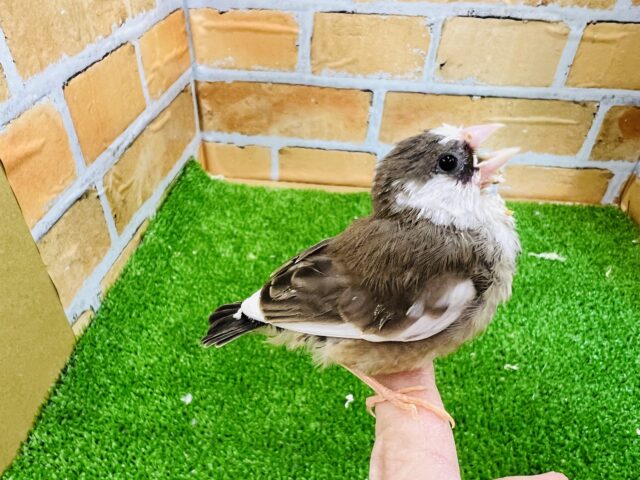 十姉妹（ジュウシマツ）