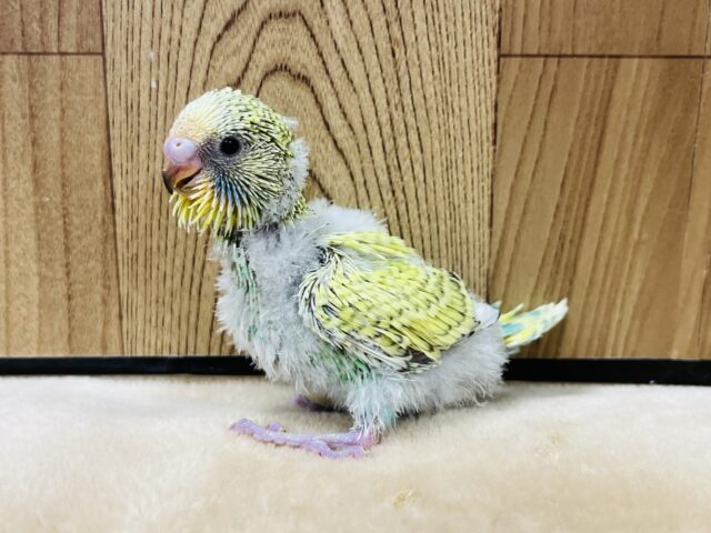 ジャンボセキセイインコ