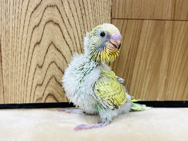 ジャンボセキセイインコ