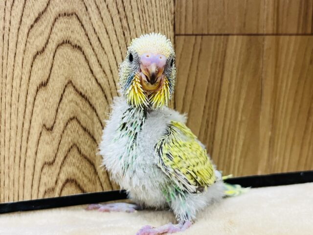 ジャンボセキセイインコ