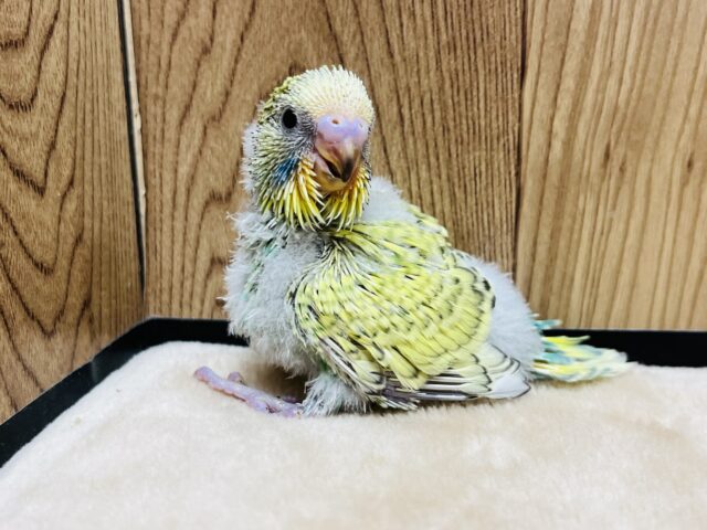 ジャンボセキセイインコ