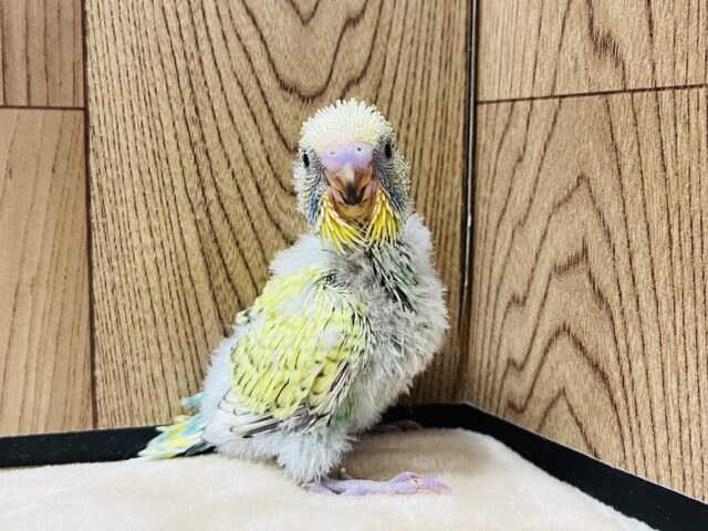 ジャンボセキセイインコ