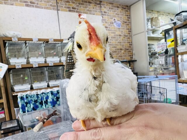 碁石チャボ（ゴイシチャボ）