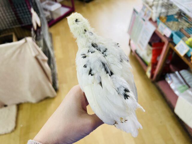 タン君だよ〜☆寂しがりや♡ぶちぶち模様の手乗り碁石チャボ♡ 碁石チャボ(ゴイシチャボ)