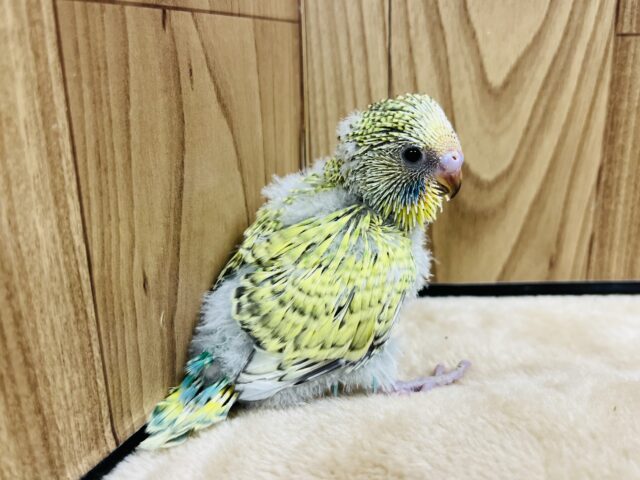 ジャンボセキセイインコ