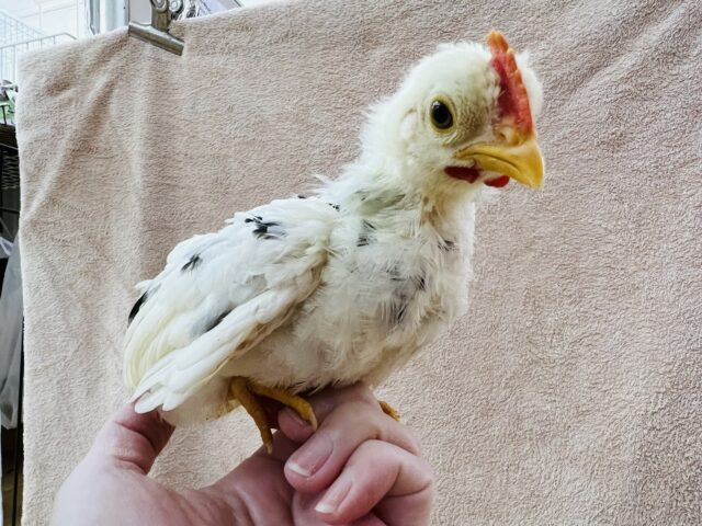 碁石チャボ（ゴイシチャボ）