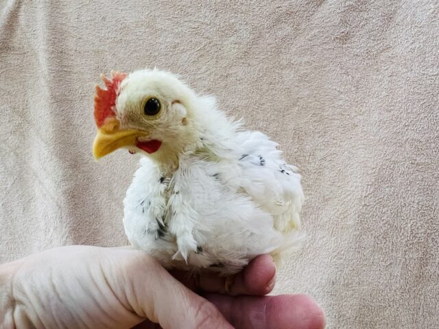 碁石チャボ（ゴイシチャボ）