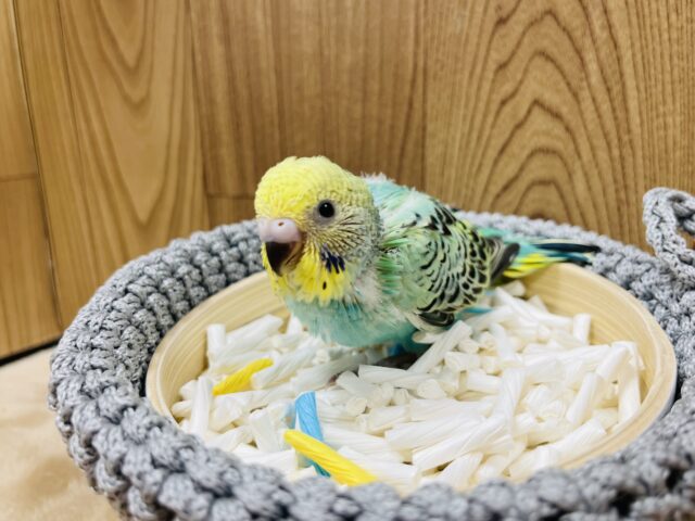 セキセイインコ