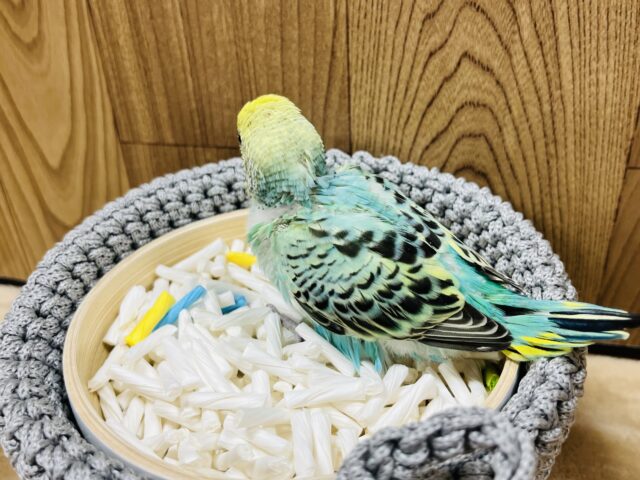 セキセイインコ