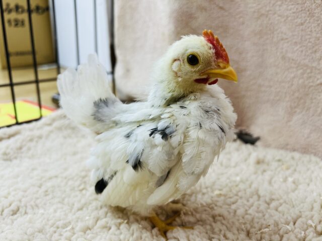 碁石チャボ（ゴイシチャボ）