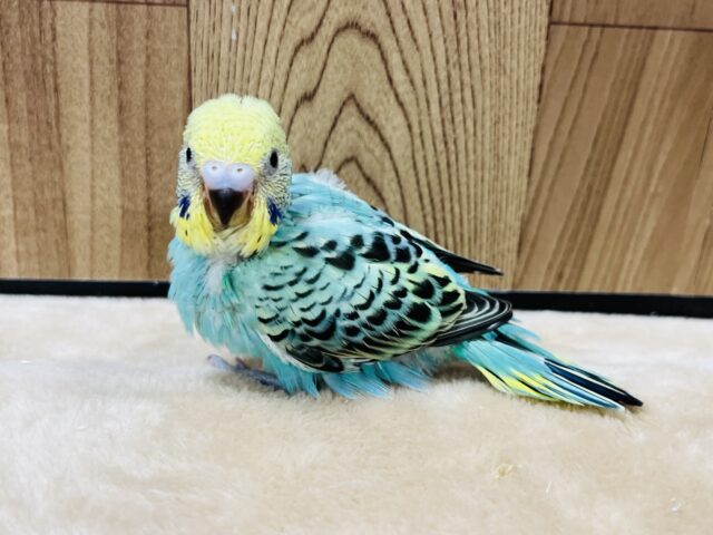 セキセイインコ