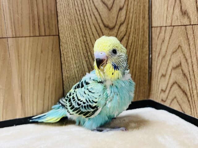 セキセイインコ