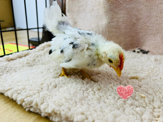 タン君だよ〜☆寂しがりや♡ぶちぶち模様の手乗り碁石チャボ♡ 碁石チャボ(ゴイシチャボ)