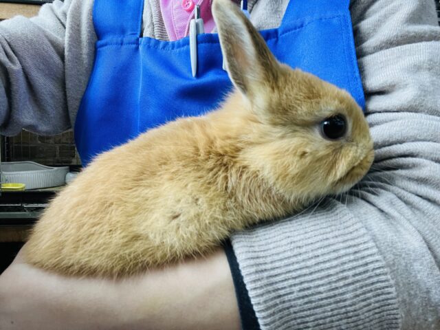 ネザーランドドワーフ