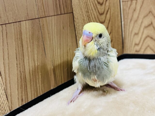 セキセイインコ