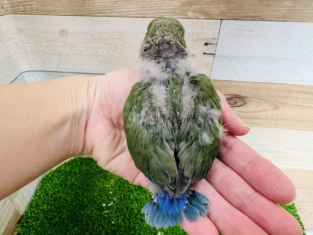 コザクラインコ（小桜インコ）