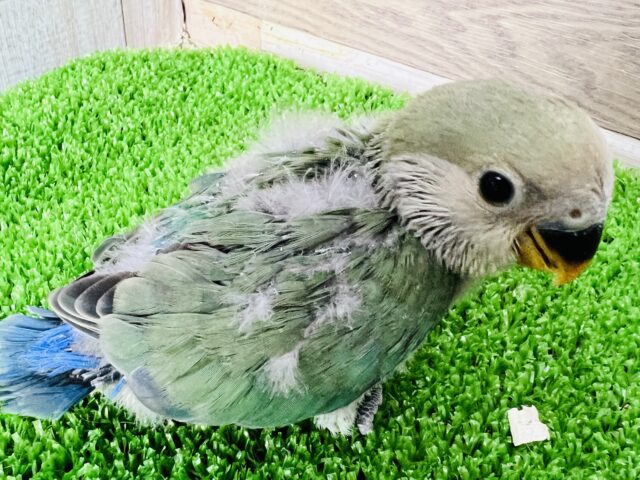 コザクラインコ（小桜インコ）