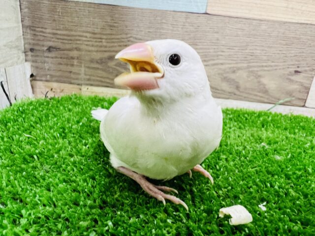 白文鳥