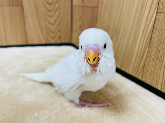 セキセイインコ