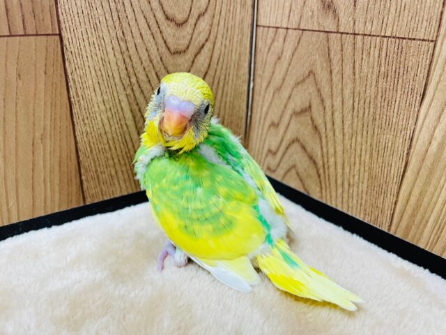 セキセイインコ
