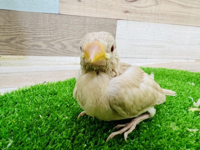 シナモン文鳥