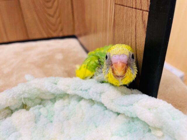 セキセイインコ
