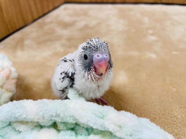 セキセイインコ