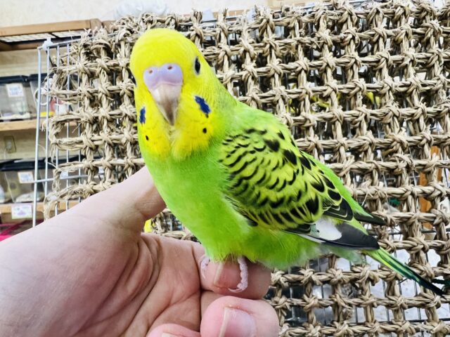 セキセイインコ