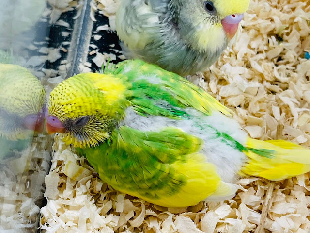セキセイインコ