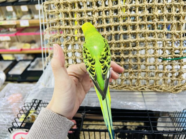 セキセイインコ