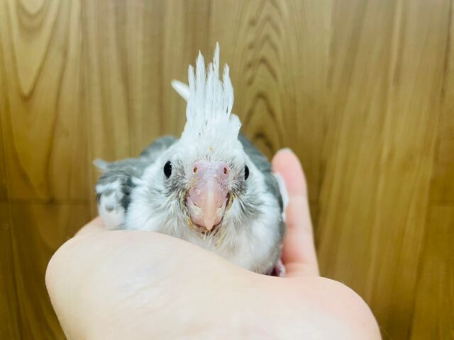 オカメインコ