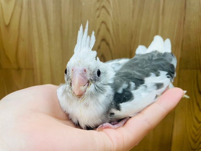 オカメインコ