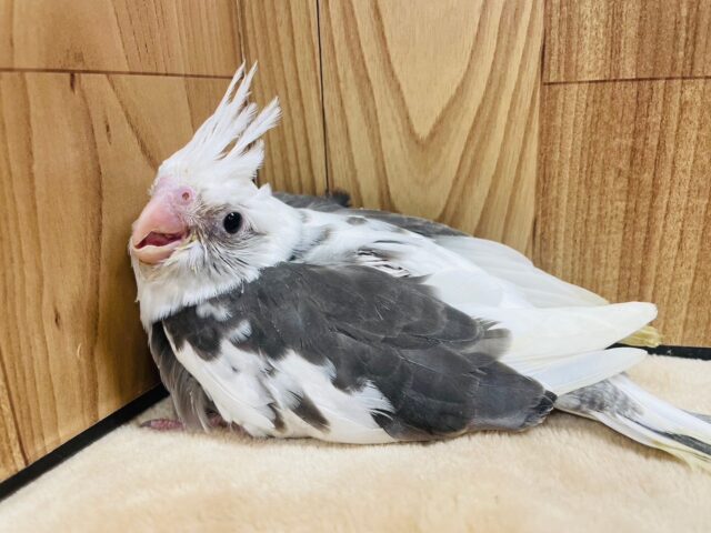 オカメインコ