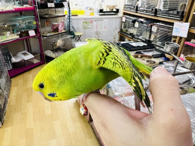 セキセイインコ