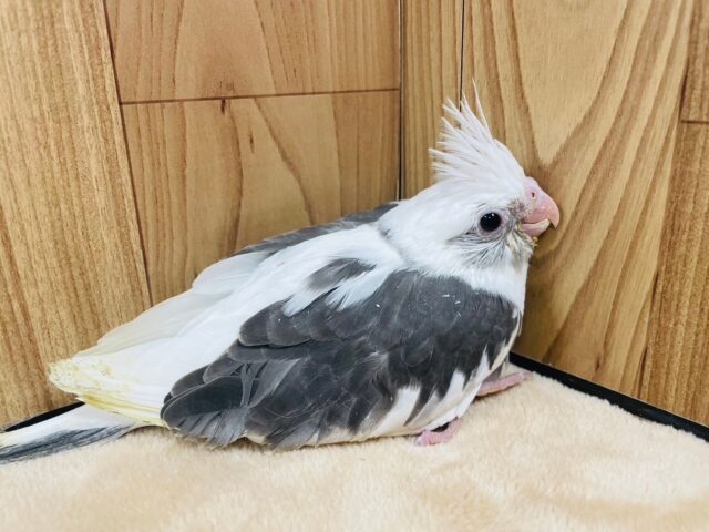 オカメインコ