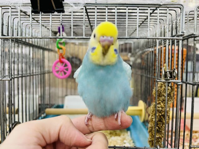 セキセイインコ