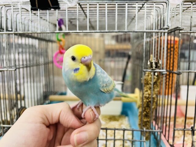 セキセイインコ