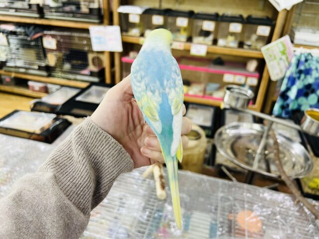 セキセイインコ