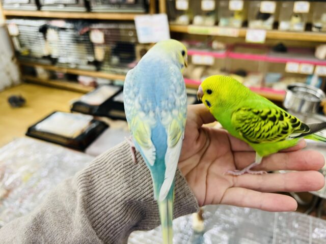 セキセイインコ