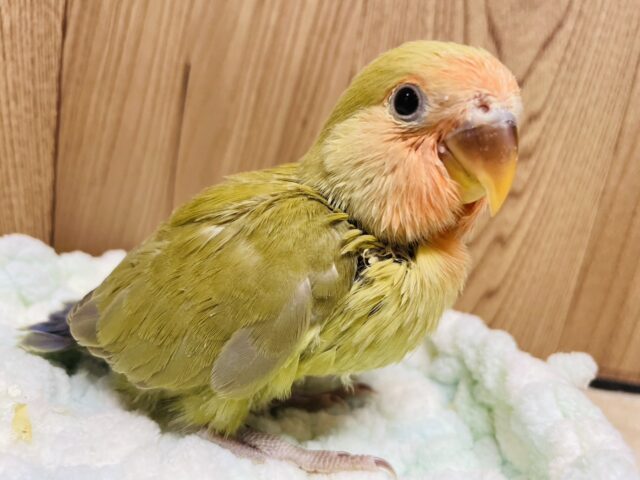 コザクラインコ（小桜インコ）