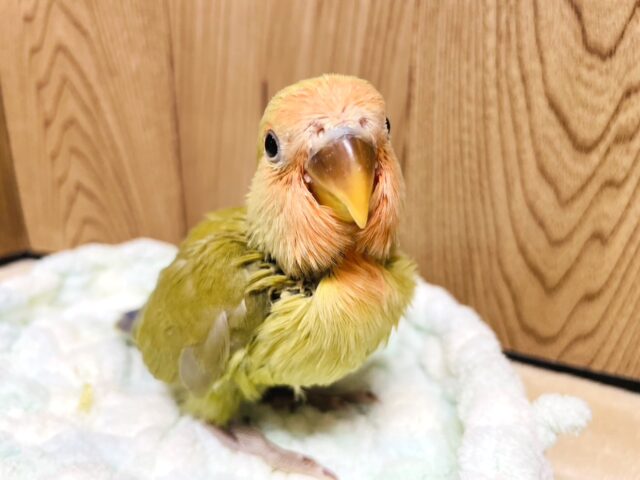 コザクラインコ（小桜インコ）