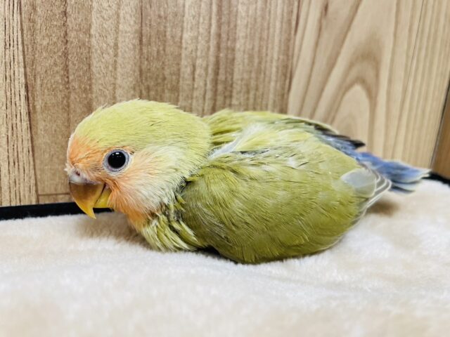 コザクラインコ（小桜インコ）