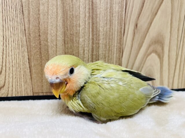 コザクラインコ（小桜インコ）