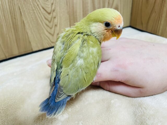 コザクラインコ（小桜インコ）