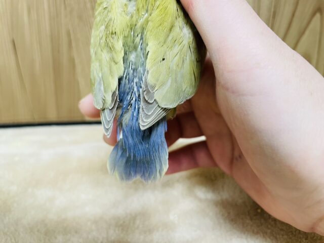 コザクラインコ（小桜インコ）