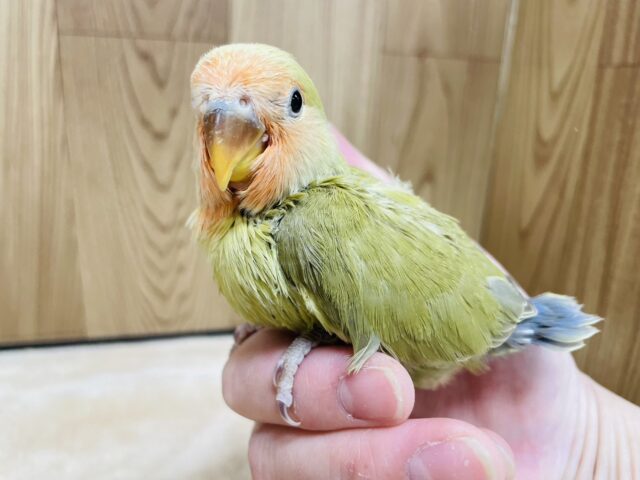 コザクラインコ（小桜インコ）